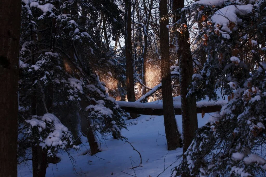 Snowy_Forest_With_Sunlight
